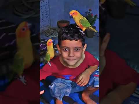 #saleupdate #lovebird #pigeon #bird #male #parrot #pet 🥰🥳😚 subscribe chanel