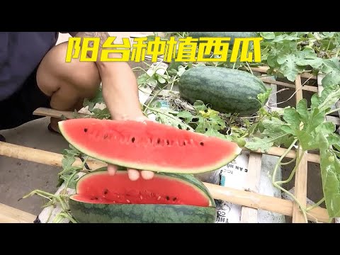 在家也能种植大西瓜，只需几个塑料袋就能完成，赶快回家试试吧