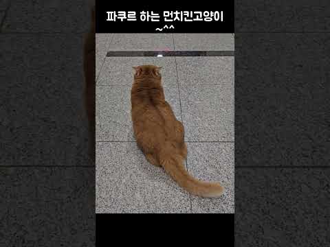 파쿠르 하는 먼치킨 고양이~^^ a parkour munchkin cat~^^ #먼치킨고양이 #munchkin #파쿠르 #parkour