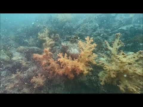 ウミトサカ群集2024.8.12(山口県周防大島町牛ヶ首)