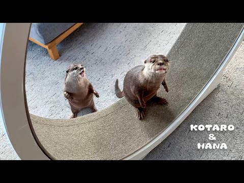 My Otters Try to Conquer the Cat Exercise Wheel!