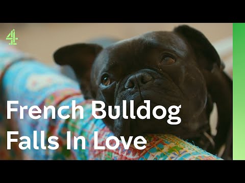 French Bulldog helps man with shock kidney failure | The Dog House 🐶 | Buddy the French Bulldog