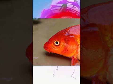 FISH KOI MUKBANG🐠 #shorts #trendingshorts #stopmotion #stopmotionstudio #fypシ゚viral #funny #mukbang