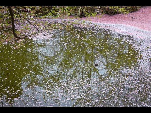 内山永久寺跡の花筏 2024.04.09