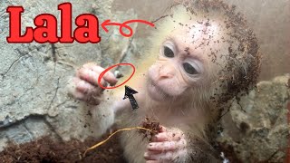 lala monkey is the name the dad gave to the abandoned baby monkey