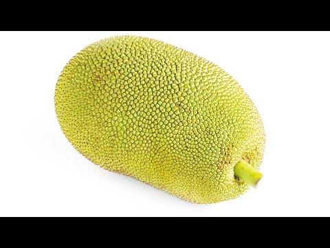 How to cut a jackfruit #jackfruit #cuttingskills #kathal #cuttingasmr @BhanuCooks