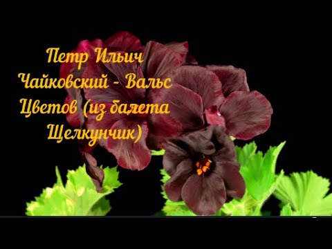 Петр Ильич Чайковский -  Вальс Цветов из балета Щелкунчик