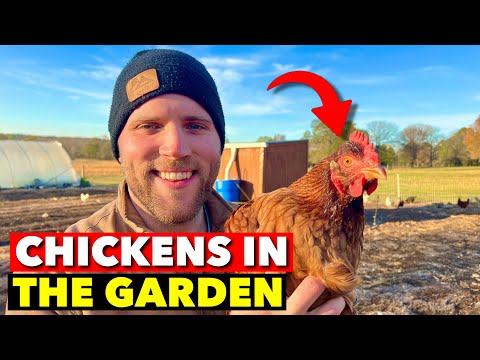 Chickens: The Secret Weapon For Your Garden