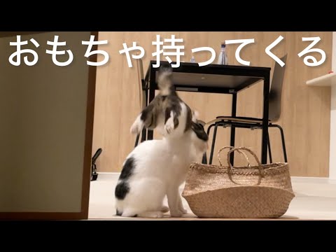 猫と夫婦の毎日VLOG#429 ネズミ持ってくる