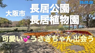 23.03.19大阪市（長居公園）『長居植物園』途中【びっくりする程可愛いうさぎちゃん🐰】に出会う　大阪市民で65歳以上植物園　入園料無料です「証明書必要です」