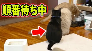 【保護猫】ご飯が渋滞して、順番待ちする黒ちゃん