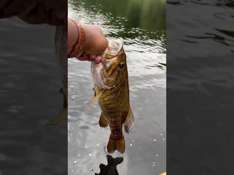 Releasing a nice Smallmouth. #freshwaterfish #beginnerfishing #bassfishing #smallmouth #shorts