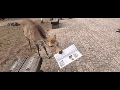 一个人的大阪周游日记EP2:奈良暴走 中谷堂 志津香斧饭 东大寺 若草山  [Solo trip to Osaka EP2] Nara todai-ji | Mount Wakakusa