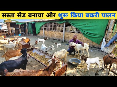 55 की उम्र में व्यवसाय का जोश | बकरी पालन में 6 महीने का अनुभव | Goat farming in hindi