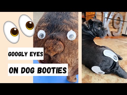 Putting Googly Eyes on Dog's Butts : Funny Dog Video!