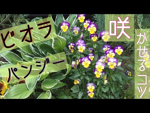 ビオラ、パンジー！花を沢山咲かせるコツ！！[簡単]株元気！