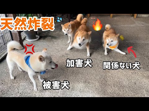 白柴お父さんオコでも天然で最強柴犬ママがその場を和ませてくれました笑笑