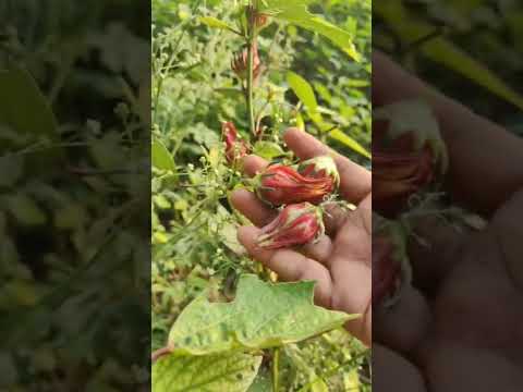 ఈ కాయలు మీకు తెలుసా? #nature #naturelovers #seeds #field #agriculture #shorts #forming #villagevlog