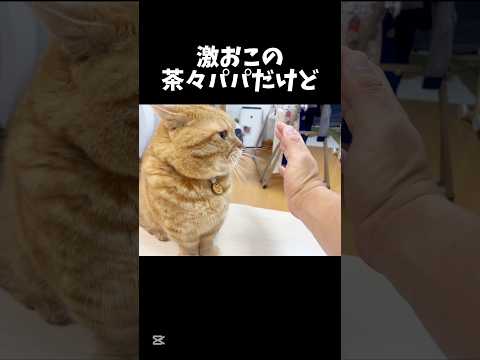 激おこ中でも止めに入った手にハイタッチとお手を決めるパパ猫 #マンチカン #shorts