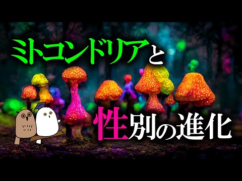 【ゆっくり解説】ミトコンドリアと性別の起源【 進化論 / 科学 / 性教育 】