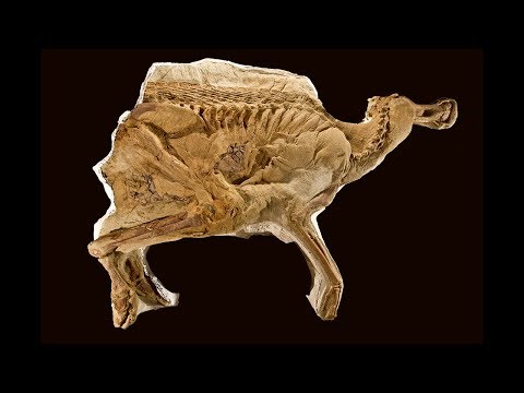 Dinosaur "Mummies"