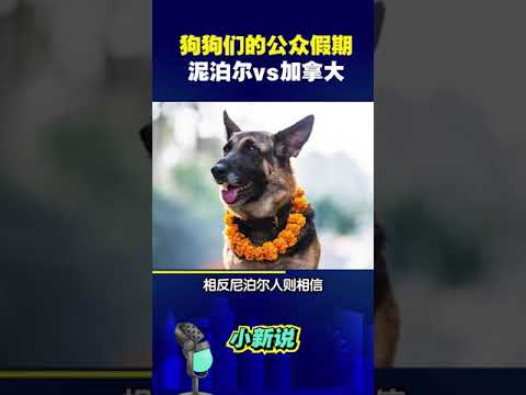 狗狗们的公众假期：尼泊尔 VS 加拿大 #shorts #狗节 #狗狗 #尼泊尔 #加拿大