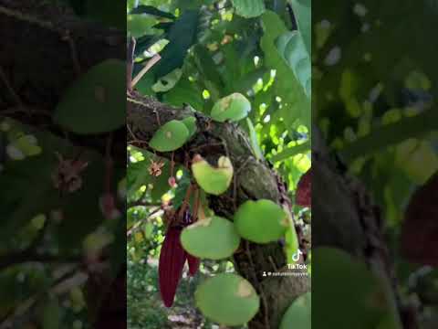 Cocoa farm in Sumatra #cocoa #可可树