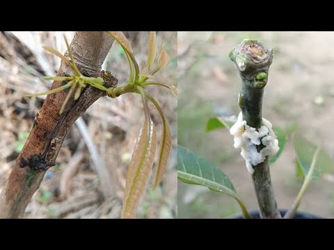 Homemade Hormone For Grafting Fruit Tree