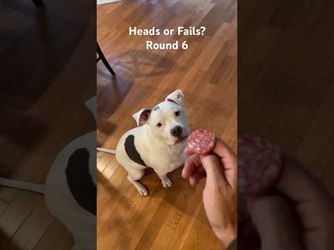 Canine Coin Flip - Heads or Fails? Round 6 #dog #dogfails