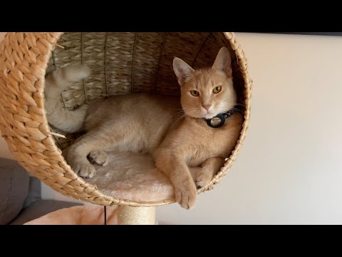 Sweetest boi has become King of his Castle - feat. Happy and Polly