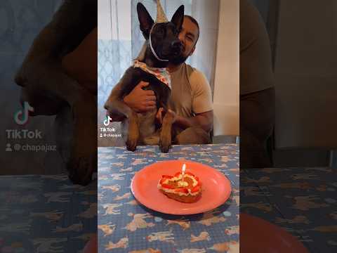 Baby’s 1st Bday 🐾🎂 Luv you Kiwi 🥝 #dogshorts #birthday #happybirthday #shorts  #belgianmalinois