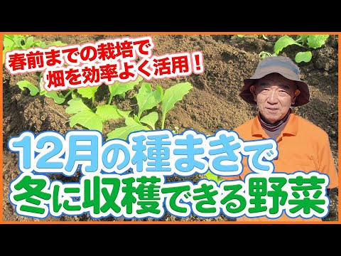 家庭菜園や農園で12月に種まきをして冬に収穫できる野菜をご紹介！春前までの栽培で畑を効率よく活用しましょう！【農園ライフ】