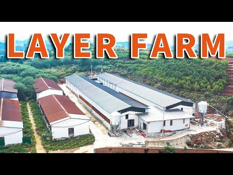 20万蛋鸡农场 POUL TECH 200,000 Layers Farm In China.