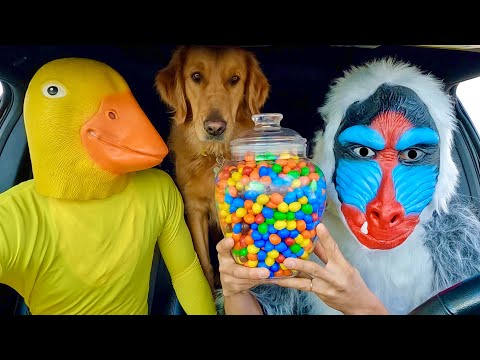 Rubber Ducky Surprises Monkey & Puppy with Car Ride Chase!