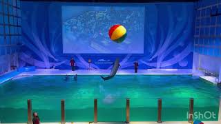 浅虫水族館イルカショー2024（音量注意）