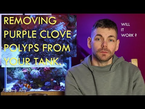 removing purple clove polyps from a reef tank