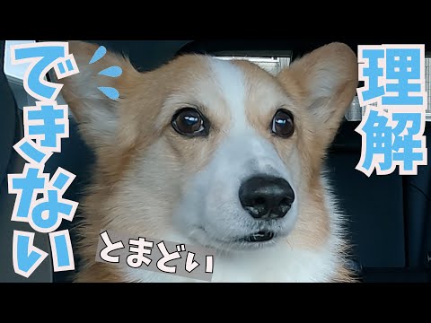 お姉ちゃんが中学生になって、愛犬に少し困った事がおきています