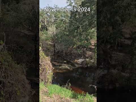 Flooded Little Charlie Creek and Sally the alligator