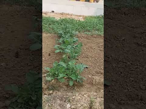 हारना मत दोस्तों #मेरा बगीचा#shortsfeed #short#garden #garlicpalak