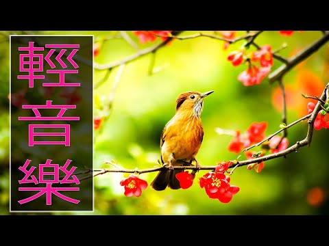 【非常好听】🎷🎷週末聽50首最好的老音樂 🌺早上最適合聽的輕音樂 🎵 每天調心洗滌心性 - 薩克斯風 - 無廣告音樂  - 轻音乐 - 探戈老歌 Old Taiwanese Music