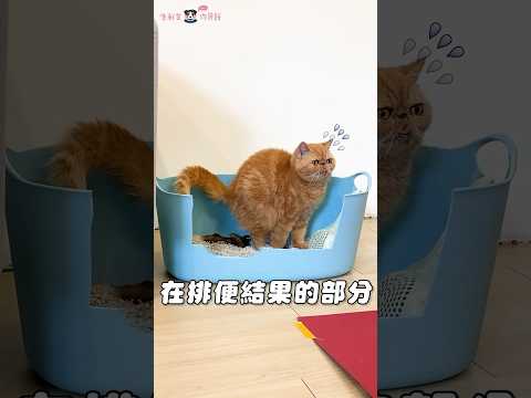 貓奴們集合！你今天鏟屎了嗎💩 #寵物知識 #貓 #鏟屎官 #加菲貓 #shorts #cat