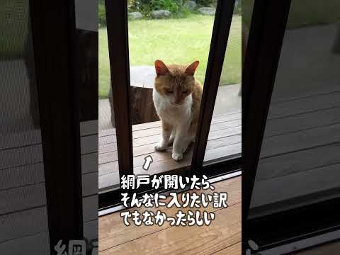 【今日のコタ】歴代人気TOP５発表！ #コタ #ねこ #ネコ #cat