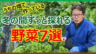 うちの野菜で冬の間ずっと採れる野菜7選　#家庭菜園 #葉物野菜 #冬野菜