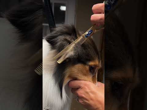 The perfect blending shear! #dog