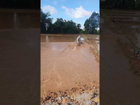 Plow for growing rice #shorts #short #viralvideo