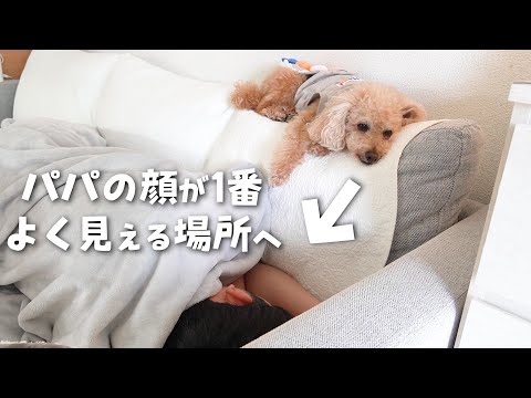 寂しがりな犬がパパの近くにいたくてこうなっちゃいました