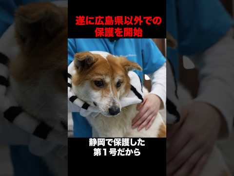 行き場のない保護犬が凶暴と聞いて静岡まで迎えに行ってきました