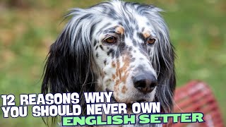 12 Reasons Why You Should Never Own an English Setter 🐾