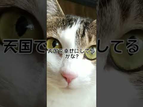 私が産まれた時から一緒だった猫が18歳で天国に行った#short