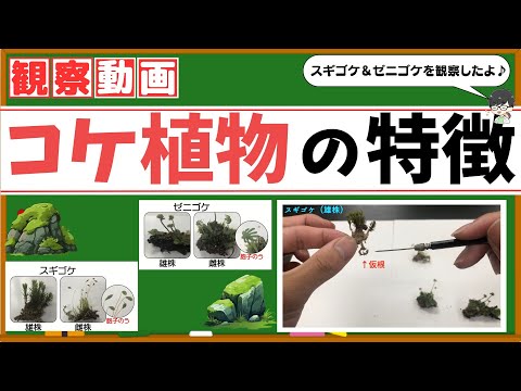 【中学理科】コケ植物の特徴！スギゴケ＆ゼニゴケの観察！